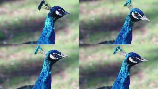 大自然中美丽的蓝色孔雀高清在线视频素材下载