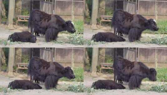 藏牦牛带小牛高清在线视频素材下载