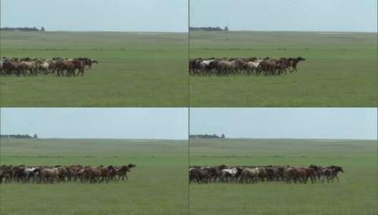 草原上奔腾的骏马高清在线视频素材下载