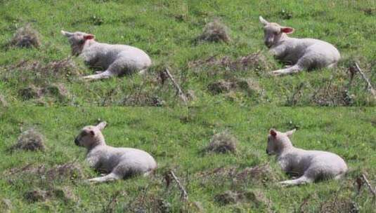 小羊躺在草地上吃草高清在线视频素材下载