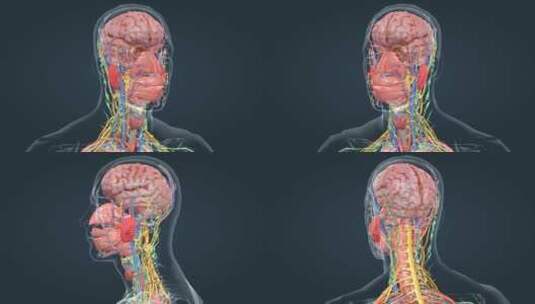 医学人体解剖大脑神经系统人体奥秘高清在线视频素材下载