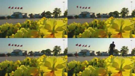海港边公园里的黄色花朵高清在线视频素材下载