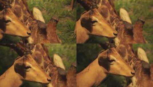 羚羊瞪羚角马食草动物草原标本高清在线视频素材下载