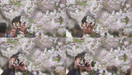 游客拍摄樱花高清在线视频素材下载
