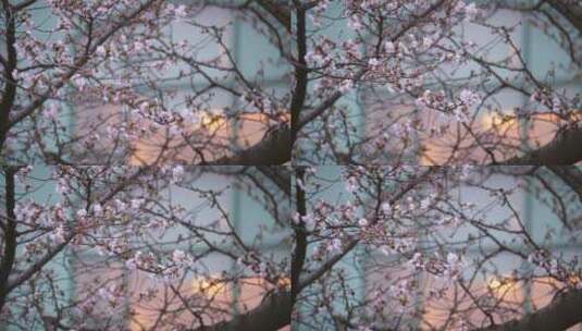 武汉春天花季盛开的樱花高清在线视频素材下载