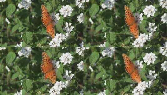 白花上的蝴蝶高清在线视频素材下载