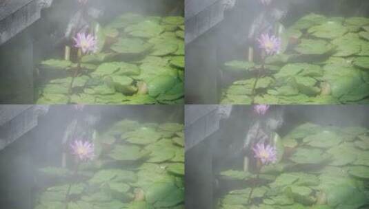 景观池里盛开的莲花高清在线视频素材下载