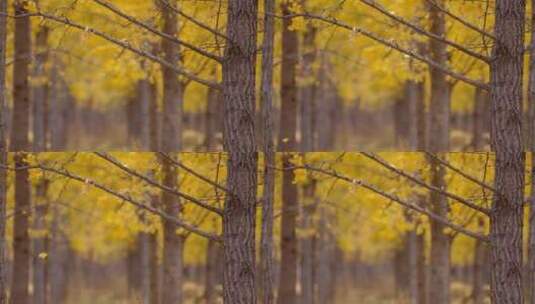 秋天银杏树林高清在线视频素材下载