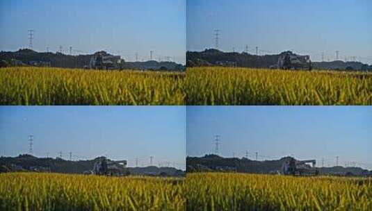 秋天农村乡村田野成熟水稻收割实拍丰收素材高清在线视频素材下载