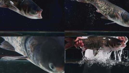 鱼 鲢鳙 花鲢 酸菜鱼 胖头鱼 鱼在水中高清在线视频素材下载