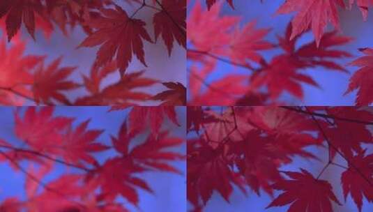 韩国五台山 红色枫叶 枫叶近景 蓝天 组镜高清在线视频素材下载
