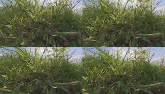 春日蓝天下的草丛高清在线视频素材下载