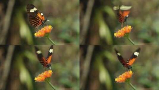 蝴蝶停留在黄色花朵上高清在线视频素材下载