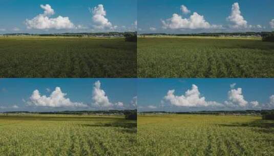 东北稻田五常大米种植水稻高清在线视频素材下载