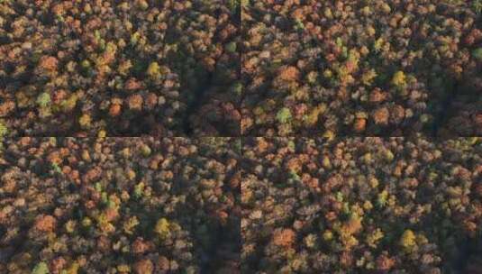 秋季森林航拍高清在线视频素材下载