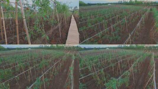 农业视频云南澄江玉溪庄园有机小番茄种植区高清在线视频素材下载