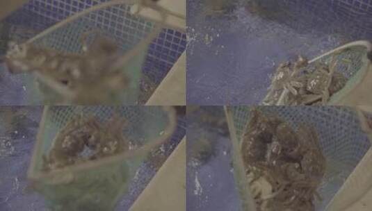 螃蟹 大闸蟹高清在线视频素材下载