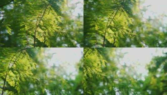 唯美夏天红杉绿色树叶植物逆光空镜高清在线视频素材下载