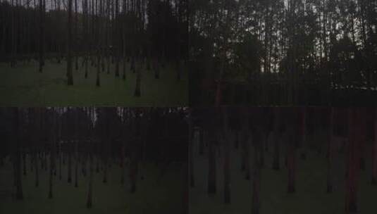 诡异恐怖黑暗森林沼泽高清在线视频素材下载