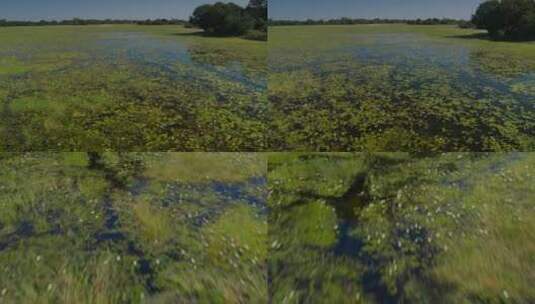 水草 湿地 地平线 沼泽高清在线视频素材下载