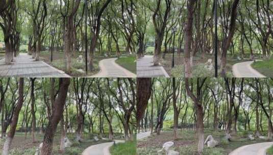 4k 公园林荫树下散步高清在线视频素材下载
