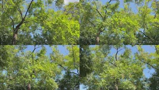 4k 仰视阳光树林自然风光高清在线视频素材下载