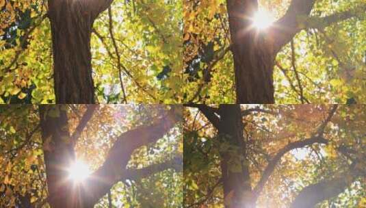 实拍8k阳光透过银杏树高清在线视频素材下载