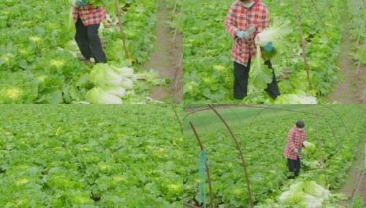 大白菜种植高清在线视频素材下载