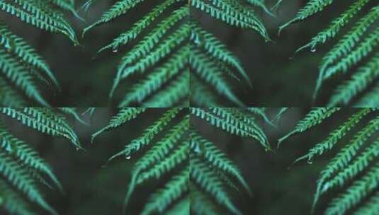 森林里带着露珠的蕨类植物叶子高清在线视频素材下载