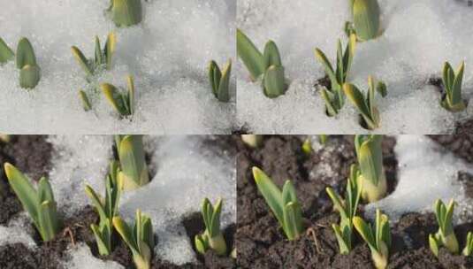 冰雪融化的植物生长高清在线视频素材下载