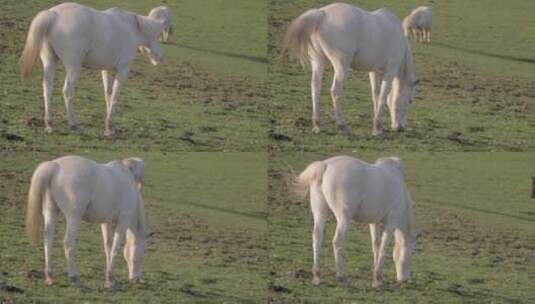 白马和小马在田野里吃草高清在线视频素材下载