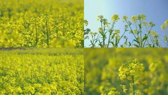 逆光油菜花特写油菜花高清在线视频素材下载