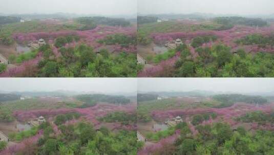 湖南省常宁市百万樱花园4k航拍风光高清在线视频素材下载