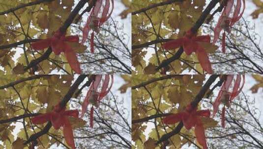 H祈福袋挂在树枝随风摇晃高清在线视频素材下载