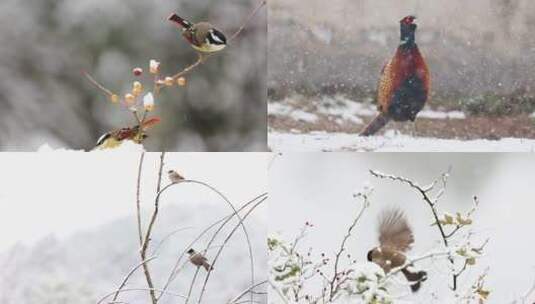 雪地精灵高清在线视频素材下载