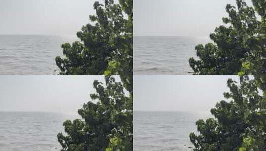 海面上风吹树叶随风摇摆高清在线视频素材下载