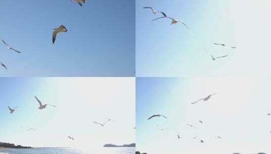 大海上海鸥飞翔高清在线视频素材下载