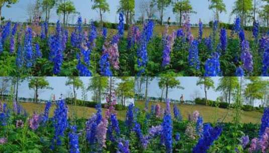大花飞燕草 花园 花坛 鲜花 蓝色花朵高清在线视频素材下载
