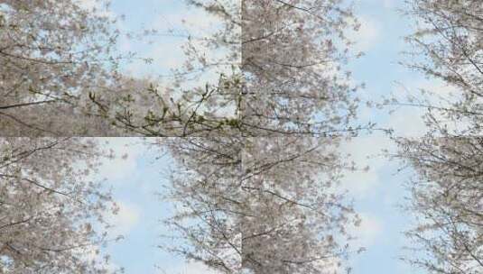 樱花空镜-天空背景-08高清在线视频素材下载
