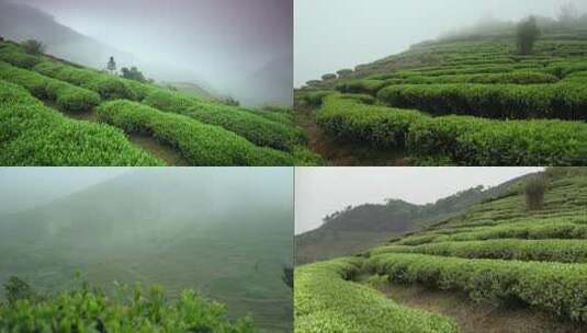 茶园茶树风景种茶高清在线视频素材下载