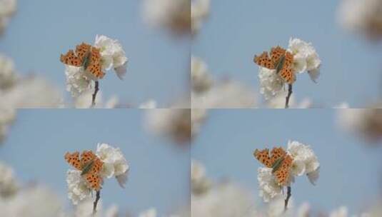 樱花蜜蜂采蜜高清在线视频素材下载