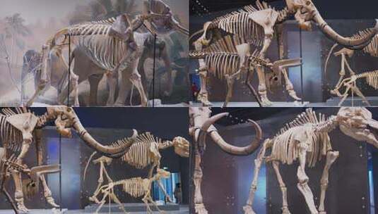 猛犸象大象化石骨骼高清在线视频素材下载