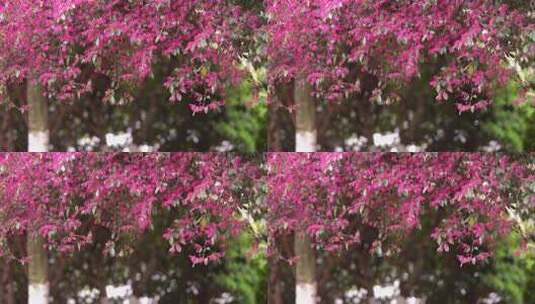红色花朵镜头空镜高清在线视频素材下载