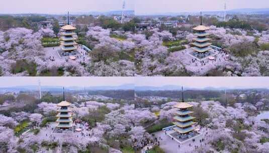 航拍武汉东湖樱花园樱花盛开高清在线视频素材下载