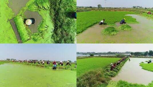 水芹种植高清在线视频素材下载