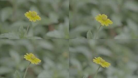 鲜花盛开蟛蜞菊4K超清视频高清在线视频素材下载