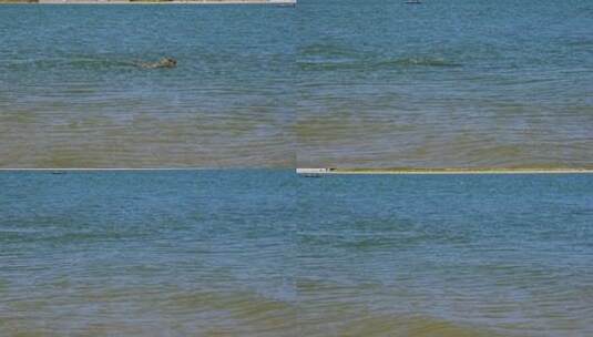 海豹 海底斑海豹高清在线视频素材下载