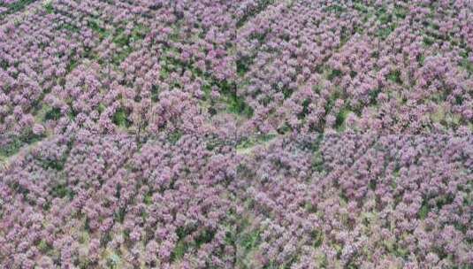 航拍春天盛开的樱花树林高清在线视频素材下载