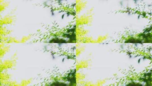 绿植绿叶温暖干净明亮镜头高清在线视频素材下载