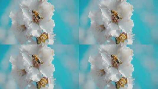蜜蜂采蜜特写高清在线视频素材下载